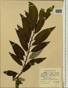 Salix mucronata subsp. subserrata (Willd.) R.H.Archer & Jordaan, Africa (AFR) (Ethiopia)