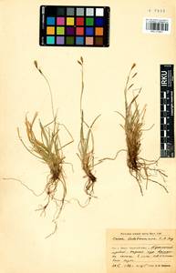 Carex ledebouriana C.A.Mey. ex Trevir., Siberia, Baikal & Transbaikal region (S4) (Russia)