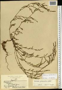 Polygonum neglectum Besser, Eastern Europe, Central region (E4) (Russia)