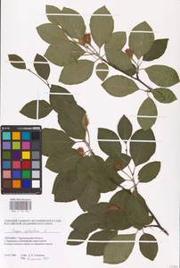 Fagus sylvatica L., Eastern Europe, South Ukrainian region (E12) (Ukraine)