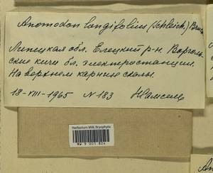 Anomodontella longifolia (Schleich. ex Brid.) Ignatov & Fedosov, Bryophytes, Bryophytes - Central forest-and-steppe region (B10) (Russia)