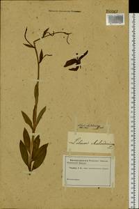 Lilium chalcedonicum L., Siberia (no precise locality) (S0) (Russia)