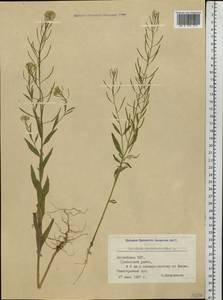 Erysimum cheiranthoides L., Eastern Europe, Latvia (E2b) (Latvia)