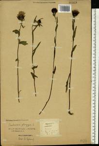 Centaurea phrygia L., Eastern Europe, Northern region (E1) (Russia)