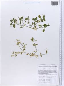 Stellaria media (L.) Vill., Eastern Europe, Northern region (E1) (Russia)
