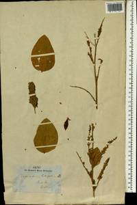 Desmodium velutinum (Willd.)DC., South Asia, South Asia (Asia outside ex-Soviet states and Mongolia) (ASIA) (India)
