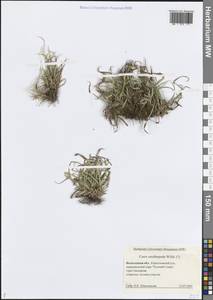 Carex ornithopoda Willd., Eastern Europe, Northern region (E1) (Russia)