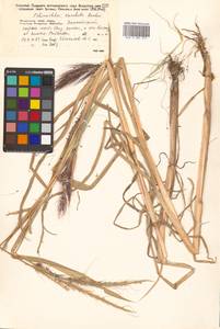 Echinochloa crus-galli subsp. crus-galli, Siberia, Russian Far East (S6) (Russia)