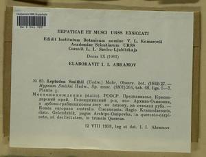 Leptodon smithii (Dicks. ex Hedw.) F. Weber & D. Mohr, Bryophytes, Bryophytes - North Caucasus & Ciscaucasia (B12) (Russia)