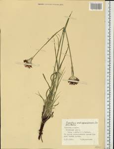 Dianthus capitatus subsp. andrzejowskianus Zapal., Eastern Europe, Central region (E4) (Russia)