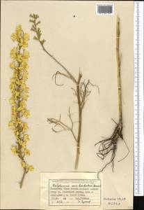 Delphinium semibarbatum Bien. ex Boiss., Middle Asia, Northern & Central Tian Shan (M4) (Kazakhstan)