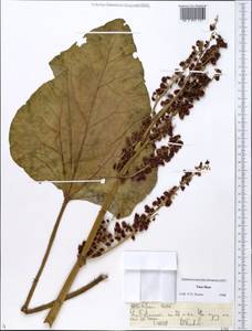 Rheum turkestanicum Janisch, Middle Asia, Northern & Central Tian Shan (M4) (Kazakhstan)