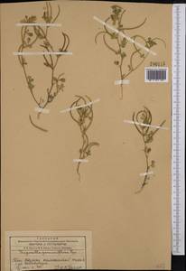 Trigonella geminiflora Bunge, Middle Asia, Western Tian Shan & Karatau (M3) (Kazakhstan)