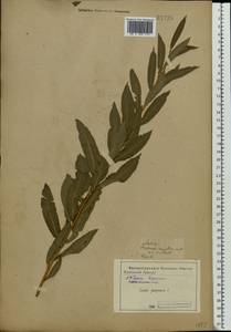 Salix purpurea L., Eastern Europe, Central forest-and-steppe region (E6) (Russia)