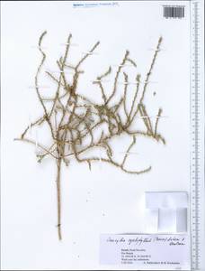 Caroxylon cyclophyllum (Baker) Akhani & Roalson, South Asia, South Asia (Asia outside ex-Soviet states and Mongolia) (ASIA) (Israel)