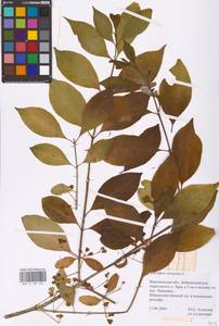 Euonymus europaeus L., Eastern Europe, Central forest-and-steppe region (E6) (Russia)