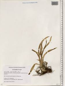 Iris humilis Georgi, Eastern Europe, Eastern region (E10) (Russia)