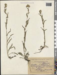 Achillea millefolium L., Caucasus, North Ossetia, Ingushetia & Chechnya (K1c) (Russia)