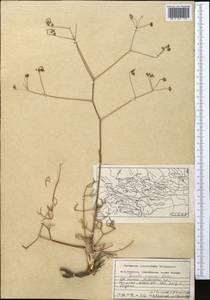 Ferula vicaria Korovin, Middle Asia, Pamir & Pamiro-Alai (M2) (Tajikistan)
