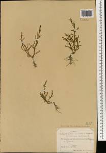 Salicornia europaea L., Mongolia (MONG) (Mongolia)