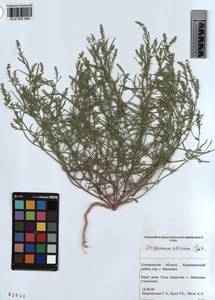 KUZ 003 566, Corispermum sibiricum Iljin, Siberia, Altai & Sayany Mountains (S2) (Russia)