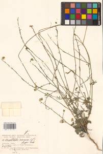 Hirschfeldia incana (L.) Lagr.-Foss., Eastern Europe, North Ukrainian region (E11) (Ukraine)