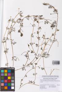 Ranunculus rionii Lagger, Eastern Europe, Lower Volga region (E9) (Russia)