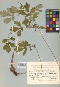 Chelidonium majus L., Siberia, Russian Far East (S6) (Russia)