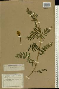 Astragalus cicer L., Eastern Europe, North Ukrainian region (E11) (Ukraine)