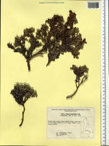 Salix berberifolia Pall., Siberia, Russian Far East (S6) (Russia)