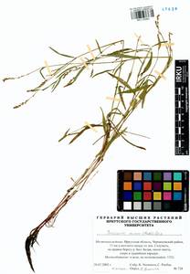 Persicaria minor (Huds.) Opiz, Siberia, Baikal & Transbaikal region (S4) (Russia)