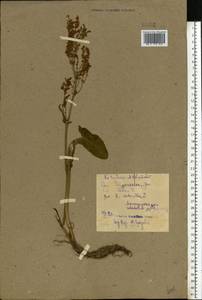 Rumex, Eastern Europe, Belarus (E3a) (Belarus)