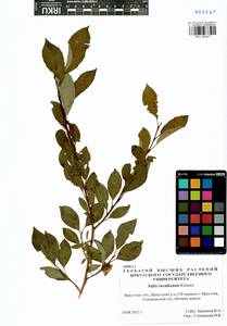 Salix taraikensis Kimura, Siberia, Baikal & Transbaikal region (S4) (Russia)