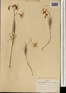 Lilium pumilum Redouté, Mongolia (MONG) (Mongolia)