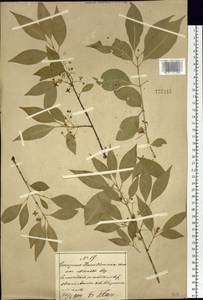 Euonymus maackii Rupr., South Asia, South Asia (Asia outside ex-Soviet states and Mongolia) (ASIA) (China)