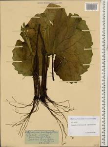 Doronicum macrophyllum Fisch., Caucasus, North Ossetia, Ingushetia & Chechnya (K1c) (Russia)