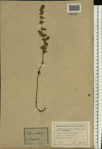 Clinopodium acinos (L.) Kuntze, Eastern Europe, Moscow region (E4a) (Russia)
