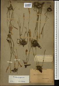 Dianthus fragrans M. Bieb., Caucasus, Dagestan (K2) (Russia)