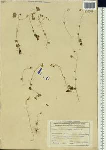 Saxifraga sibirica L., Siberia, Altai & Sayany Mountains (S2) (Russia)