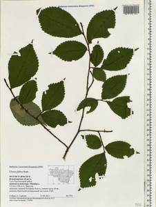 Ulmus glabra, Eastern Europe, Central region (E4) (Russia)