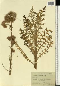 Cirsium palustre (L.) Scop., Eastern Europe, Moscow region (E4a) (Russia)