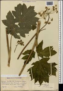 Heracleum ponticum (Lipsky) Schischk. ex Grossh., Caucasus, Stavropol Krai, Karachay-Cherkessia & Kabardino-Balkaria (K1b) (Russia)