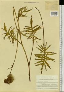 Cirsium pectinellum A. Gray, Siberia, Russian Far East (S6) (Russia)