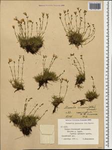 Cherleria circassica (Albov) comb. ined., Caucasus, North Ossetia, Ingushetia & Chechnya (K1c) (Russia)