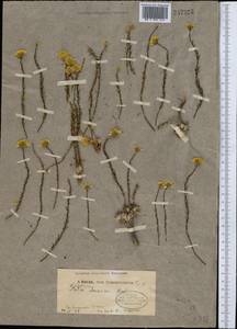 Limonium chrysocomum subsp. semenovii (Herder) Kamelin, South Asia, South Asia (Asia outside ex-Soviet states and Mongolia) (ASIA) (China)
