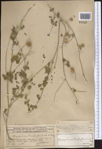 Glycyrrhiza triphylla Fisch. & C.A.Mey., Middle Asia, Muyunkumy, Balkhash & Betpak-Dala (M9) (Kazakhstan)