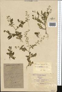 Rorippa palustris (L.) Besser, Middle Asia, Syr-Darian deserts & Kyzylkum (M7) (Kazakhstan)