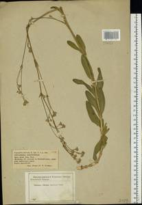 Gypsophila altissima L., Eastern Europe, Central forest-and-steppe region (E6) (Russia)