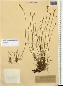 Dianthus fragrans M. Bieb., Caucasus, Dagestan (K2) (Russia)
