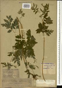 Chaerophyllum nodosum (L.) Crantz, Caucasus, Krasnodar Krai & Adygea (K1a) (Russia)